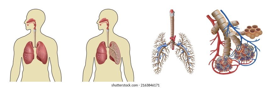 The structure of human lungs and lung alveolar and the silhouette of a person with lungs on a white isolated background in a vector. Anatomy. Concept. Vector illustration. A set of human organs.