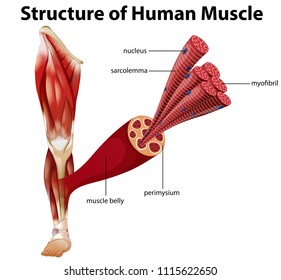 A Structure of Human Muscle illustration