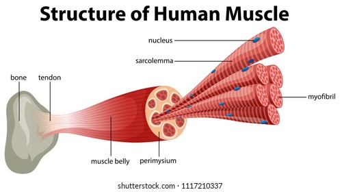 29 Perimysium Images, Stock Photos & Vectors | Shutterstock