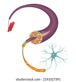 The structure of the human nerve. Delal anatomy. Medical poster. Vector illustration