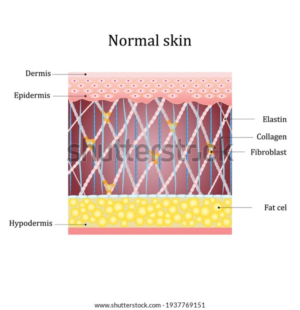 Structure human normal skin with collagen\
and elastin fibers, fibroblasts. Vector\
diagram