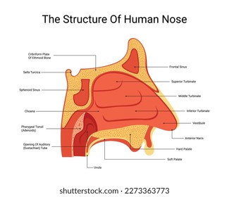 Estructura del vector de la nariz humana, ilustración de la anatomía de la nariz humana