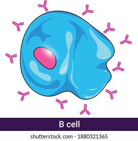 Structure Of Human Plasma Cell Derived From B Cell In White Background Secreting Antibodies Vector Illustration Eps