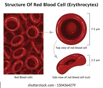 Structure Of Human Red Blood Cell Erythrocytes Top View Of Red Blood Cell And Side View Of Red Blood Cell Cut With Red Blood Cell Background Include Labels Medical Education Vector Illustration