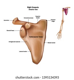 The structure of the human scapula bone with the name and description of all sites. Anterior view.