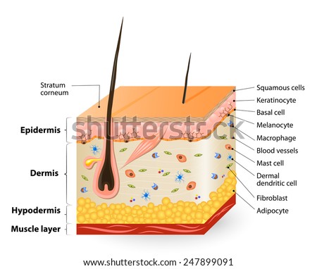 Structure of the Human skin. Anatomy diagram. different cell types populating the skin. 
