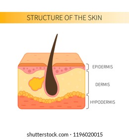 Structure Of The Human Skin.  Epidermis, Dermis And Hypodermis.