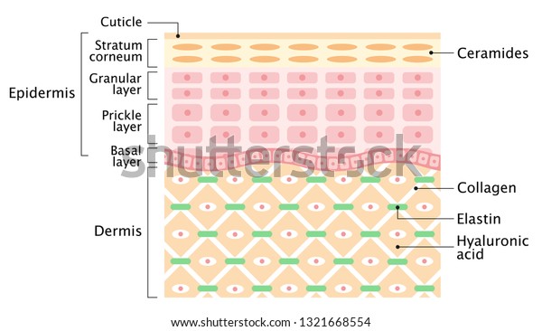 structure of human skin layer isolated on white\
background. beauty and health\
concept