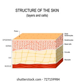 Structure of the human skin. Layers and cells