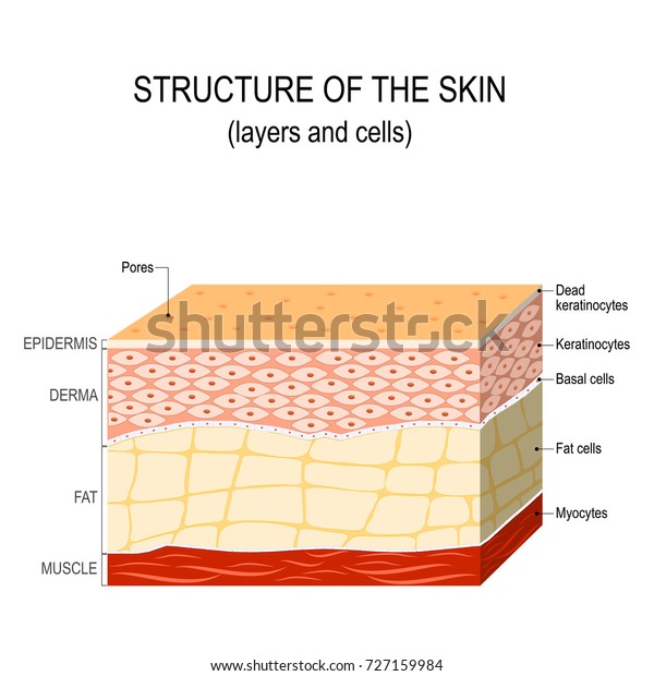 Human Skin Cell Labeled