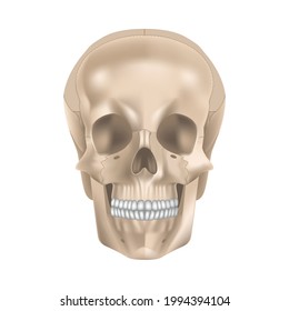 The structure of the human skull. Front view. Fas. Vector illustration