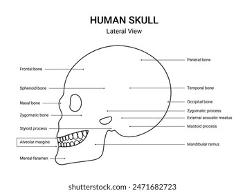 Structure of human skull lateral view with line style