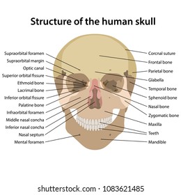 Structure of the human skull with main parts labeled. Vector illustration
