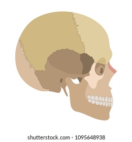 Structure of the human skull with main parts colored. Lateral view. Vector illustration
