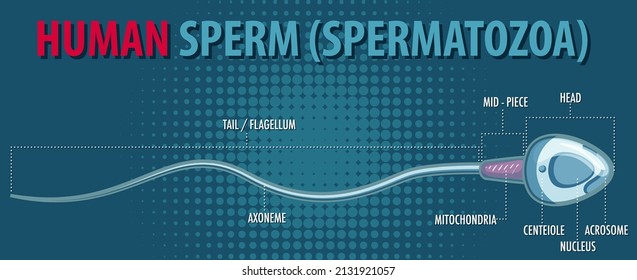 Structure of human sperm (spermatozoa) illustration