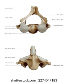 Structure of the human spine. Vector 3D illustration