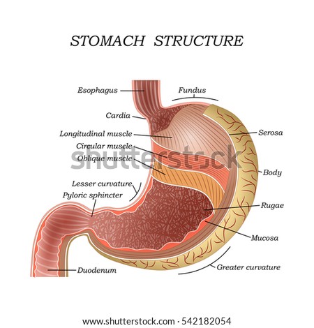 Structure Human Stomach Training Medical Anatomical Image vectorielle