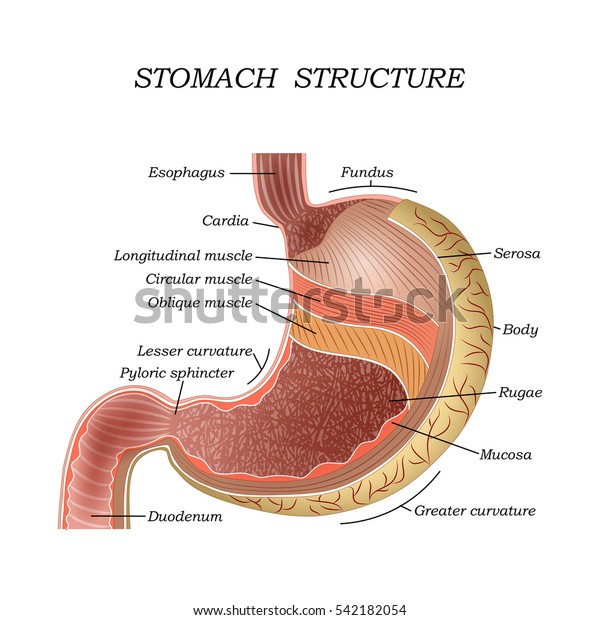 Structure Human Stomach Training Medical Anatomical 스톡 벡터(로열티 프리) 542182054
