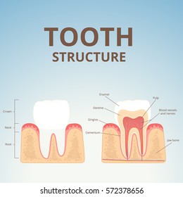 The structure of human teeth, medical diagram of the structure of the inside cross-section of the tooth
