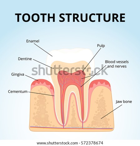 structure human teeth medical diagram structure stock vector