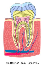 The structure of human teeth - vector illustration