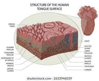 Structure of the human tongue surface. Medical vector illustration.