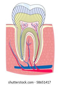 The structure of the human tooth