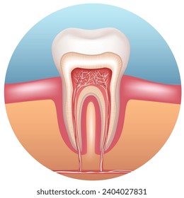 La estructura de un diente humano. Anatomía del diente. Ilustración vectorial.