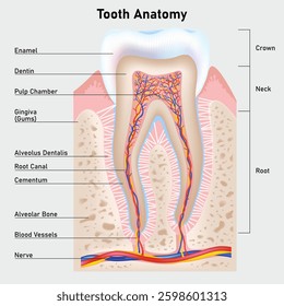 The structure of the human tooth. Cross-section diagram. Vector illustration.