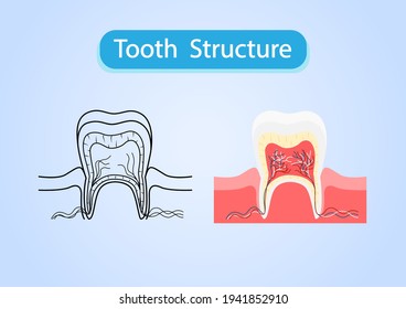 Structure of human tooth on blue background. tooth diagram, Medical dental, Vector illustration.