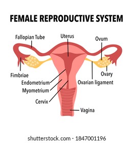 Structure of human uterus concept vector illustration on white background. Female reproductive system. Gynecology internal organ flat design.