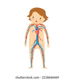 The structure of human vessels, illustration, vector