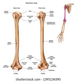 Structure of the humerus bone with the name and description of all sites. Back and front view. Human anatomy.