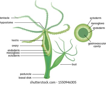 Structure Hydra Crosssection Hydra Polyp Educational Stock Vector ...