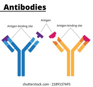 Estructura de las inmunoglobulinas. Anticuerpos con ese lugar de unión al antígeno, específicos para cada tipo de sustancia antigénica. Ilustración vectorial. Ilustración didáctica.