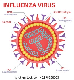 Structure Of The Influenza Virus.