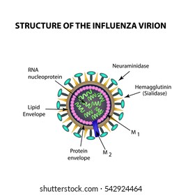 The structure of the influenza virus. Infographics. Vector illustration on isolated background.