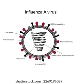 The structure of Influenza A virus that shows important components: Hemagglutinin:HA, Neuraminidase:NA, Viral RNA, Nucleoprotein, Matrix protein:M1, Ion channel:M2, RNA polymerase and Lipid bilayer.