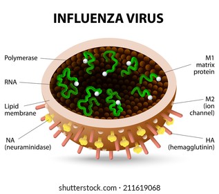 Structure Of Influenza Virus. Virion. Vector Diagram