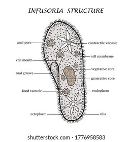 La estructura de Infusoria se cierne, ilustración vectorial, disposición de afiches, parodias de páginas de entrenamiento de libros de texto. Cartel dibujado a mano por Botany en la educación.
