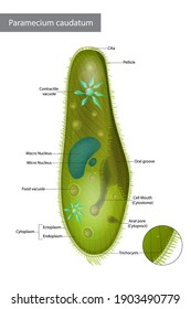 Estructura Infusora del tipo zapato o caudatum paramecio. Paramecium caudatum es una especie de protista unicelular en el filum Ciliophora.