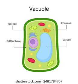 Structure Internal of Vacuole Design