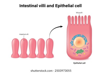 Structure of intestinal villi and epithelium cell. Medical education. Close-up of epithelial cells with microvilli. Small intestine anatomy.