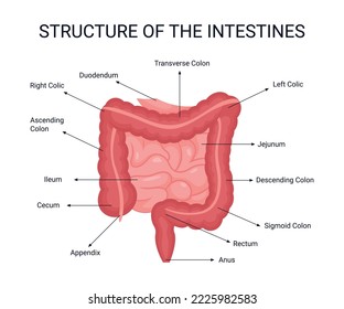Structure of the Intestines, human organ, illustration organ details concept