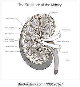 Structure of the kidney medical vector illustration. Science medical educational material