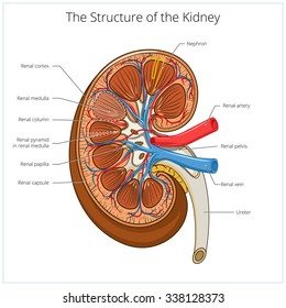 Kidney Structure Images, Stock Photos & Vectors | Shutterstock