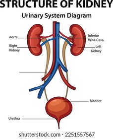 Structure of Kidney, Urinary System Diagram, Medical Education Chart of Biology for Urinary System Diagram. Vector illustration