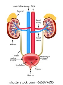 The structure of the kidneys, the adrenal gland and the bladder. Infographics. Vector illustration on isolated background.