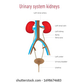 Anatomy Human Urinary System Main Parts Stock Vector (Royalty Free ...