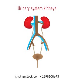 Structure of kidneys. Vector illustration